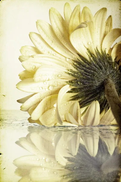 Vintage φωτογραφία λουλούδι Μαργαρίτα gerbera με νερό που πέφτει — Φωτογραφία Αρχείου