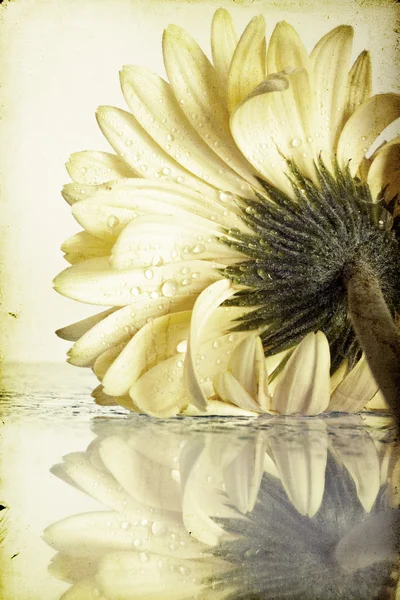 Foto vintage de gerberas con gotas de agua — Foto de Stock