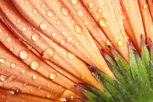 Zbliżenie na gerbera stokrotka kwiat z wody spadnie — Zdjęcie stockowe