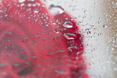 Su damlalı kırmızı gül