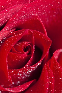 Su damlalı kırmızı gül