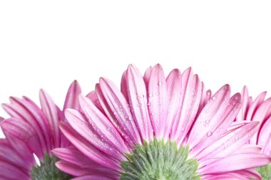 gerbera papatya çiçeği ile su damlaları