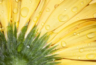 gerbera papatya çiçeği ile su damlaları