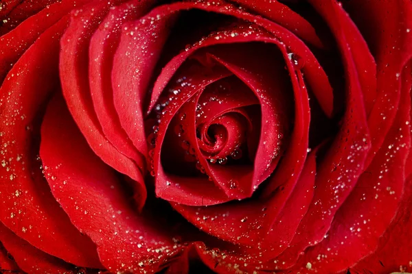 Red rose with water drops — Stock Photo, Image