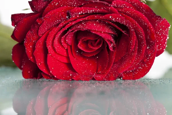 Červená růže s kapkami vody — Stock fotografie