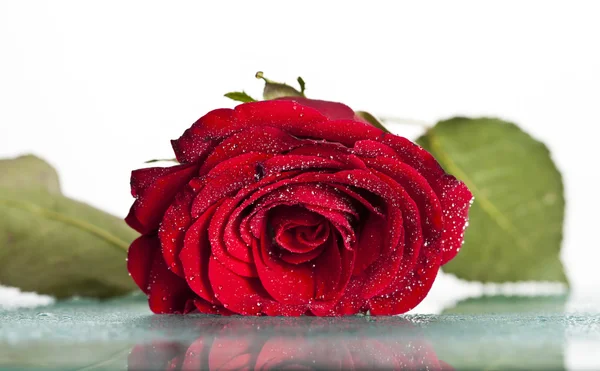 Rosa rossa con gocce d'acqua — Foto Stock