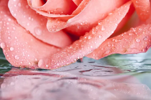 Bella rosa rosa con gocce d'acqua — Foto Stock