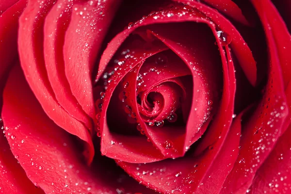 Rosa rossa con gocce d'acqua — Foto Stock