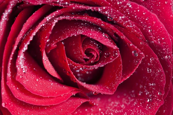 Červená růže s kapkami vody — Stock fotografie
