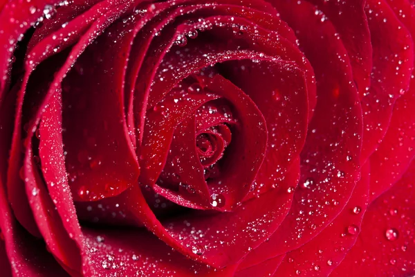 Rosa roja con gotas de agua — Foto de Stock