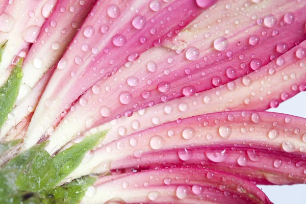 Gerbera rosa fiore margherita con gocce d'acqua — Foto Stock