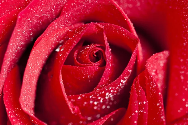 Rosa rossa con gocce d'acqua — Foto Stock