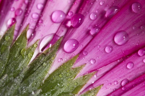 Gerbera różowy stokrotka kwiat z wody spadnie — Zdjęcie stockowe