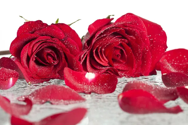 Rosa rossa con gocce d'acqua — Foto Stock