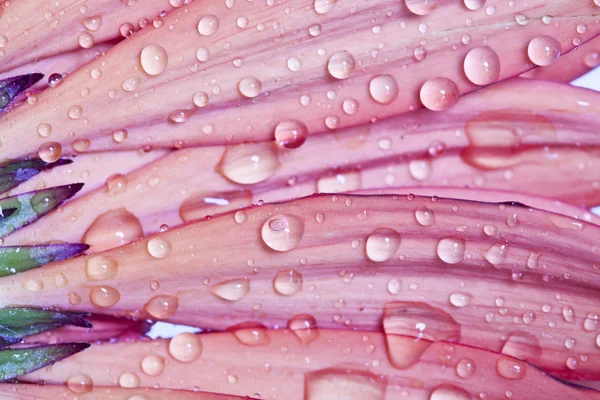 Flor rosa gerbera margarida com gotas de água — Fotografia de Stock