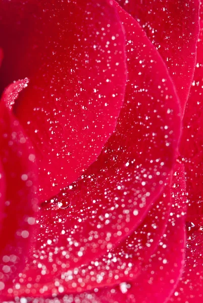 Rote Rose mit Wassertropfen — Stockfoto