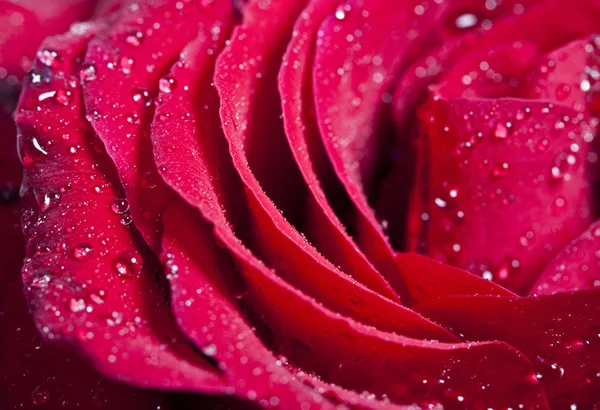 Κόκκινο τριαντάφυλλο με σταγόνες νερού — Φωτογραφία Αρχείου