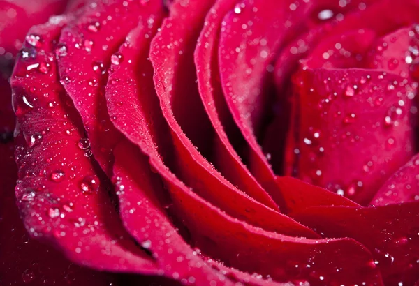 Rote Rose mit Wassertropfen — Stockfoto