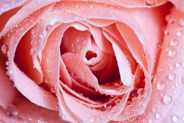 Όμορφο ροζ τριαντάφυλλο με σταγόνες νερού — Φωτογραφία Αρχείου
