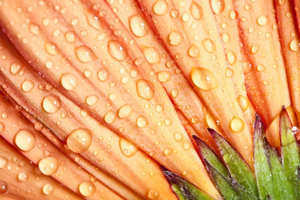 Gerbera stokrotka kwiat z wody spadnie — Zdjęcie stockowe