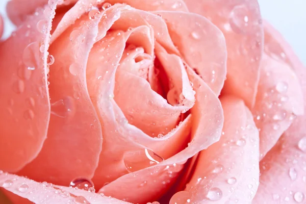 Bella rosa rosa con gocce d'acqua — Foto Stock