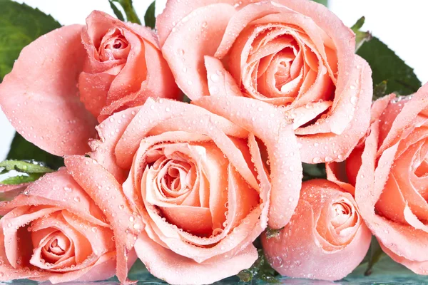 Ροζ τριαντάφυλλο που καλύπτονται με δροσιά — Φωτογραφία Αρχείου