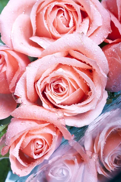 Ροζ τριαντάφυλλο που καλύπτονται με δροσιά — Φωτογραφία Αρχείου