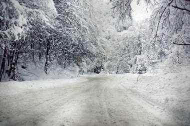 Karlı köknar ağaçları ile Noel arkaplanı