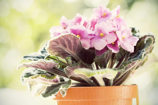 Violette Blumen, heilige Paulien auf natürlichem Hintergrund — Stockfoto