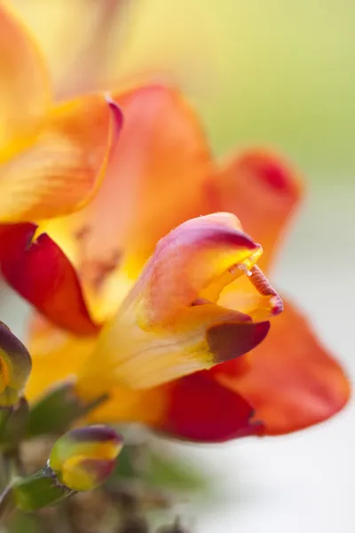 Colorful freesia flowers — Stock Photo, Image