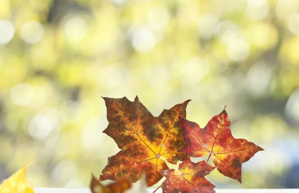 Sfondo colorato di foglie autunnali — Foto Stock