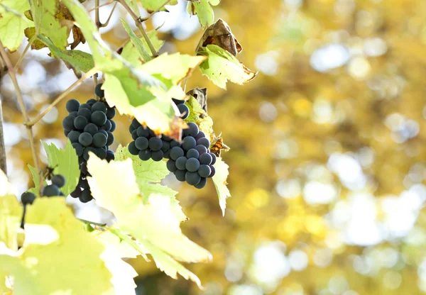 Kék szőlő szőlő — Stock Fotó