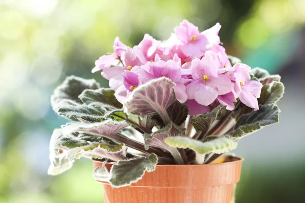 Violet flowers, saintpaulias against colorful bokeh background — Stock Photo, Image