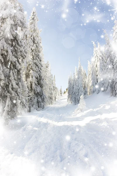 Kerst achtergrond met besneeuwde dennenbomen — Stockfoto