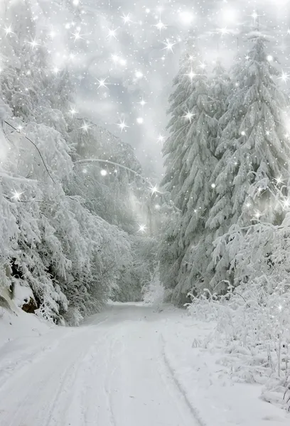 Fond de Noël avec sapins neigeux — Photo