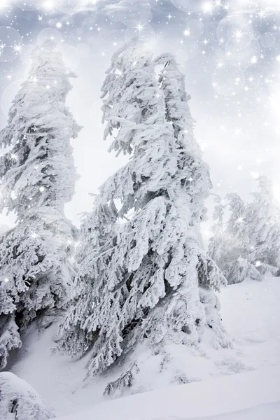 有白雪杉树的圣诞背景 — 图库照片