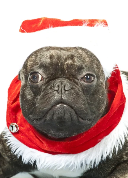 Bulldog francés disfrazado para Santa Claus — Foto de Stock