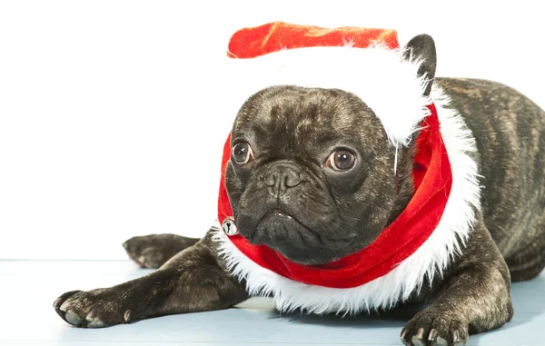 Bulldog francese vestito per Babbo Natale — Foto Stock