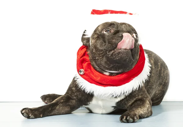 Bulldog francés disfrazado para Santa Claus —  Fotos de Stock