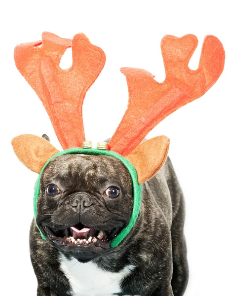 Bulldog francese vestito per Natale — Foto Stock