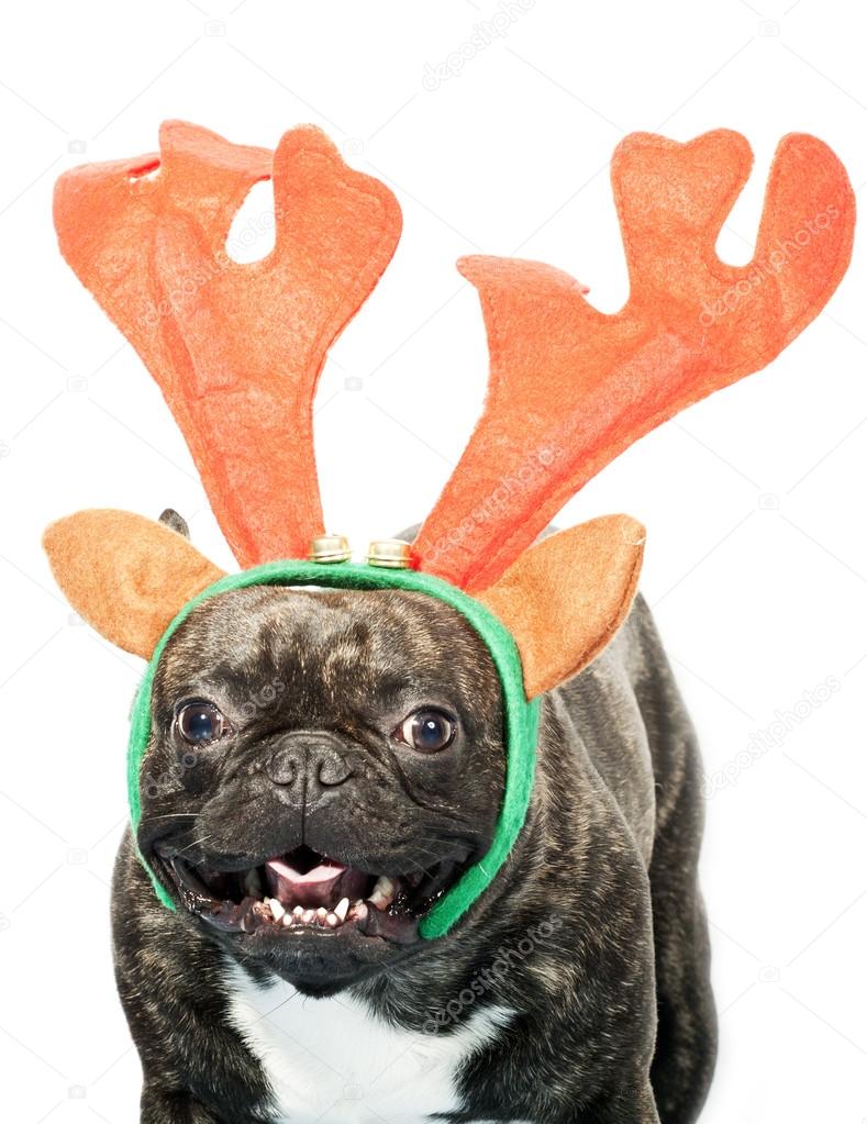 French bulldog dressed up for Christmas