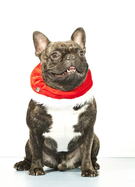 Bulldog francês vestido para Papai Noel — Fotografia de Stock