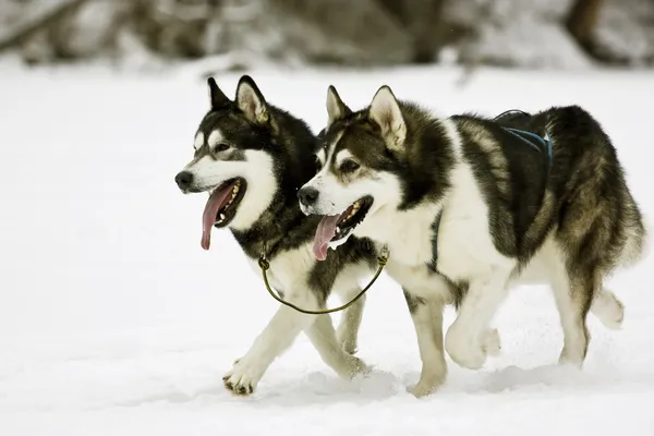Snow dogs Royalty Free Stock Images