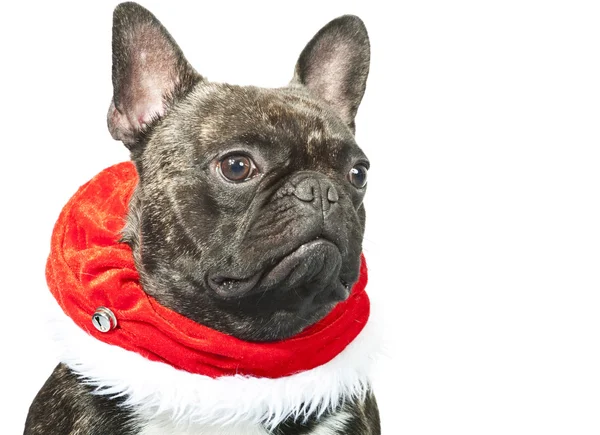 Bulldog francese vestito per Natale — Foto Stock