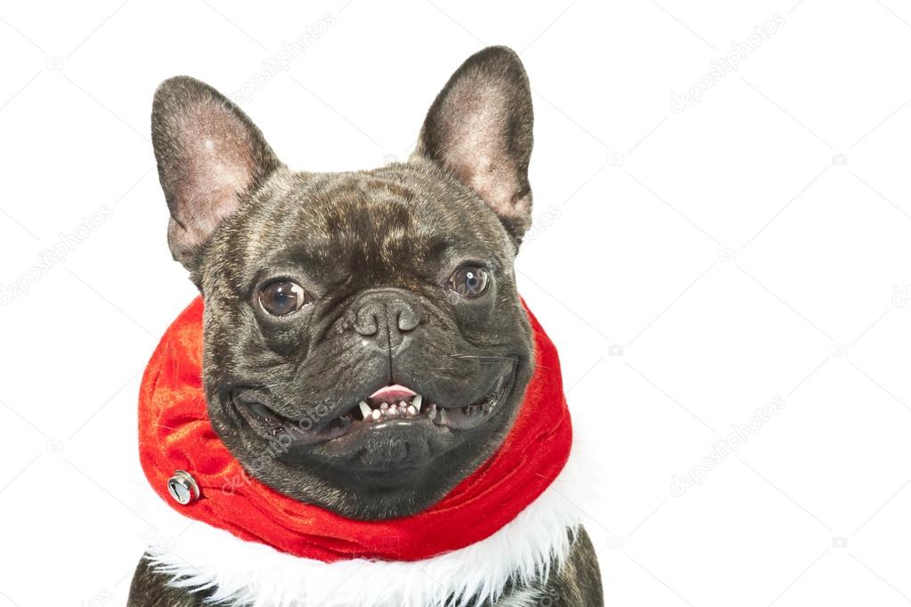 French bulldog dressed up for Christmas
