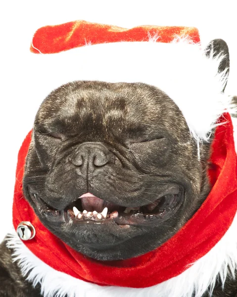 Bulldog francese vestito per Natale — Foto Stock