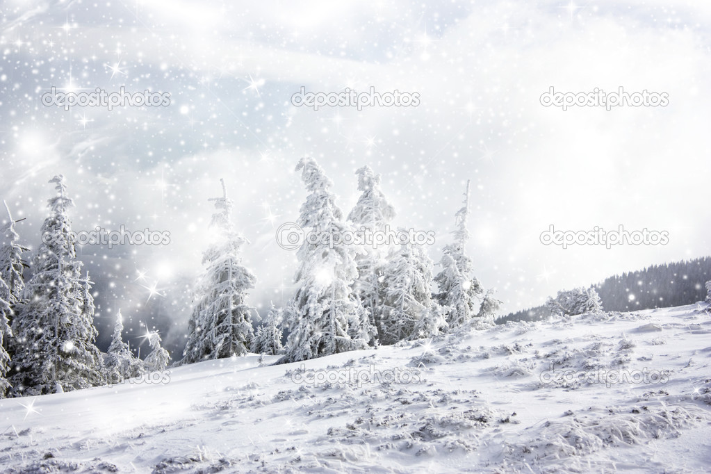 Christmas background with stars and snowy fir trees