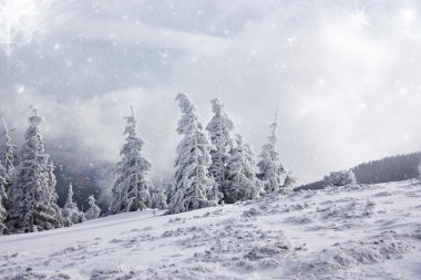 Karlı köknar ağaçları ile Noel arkaplanı