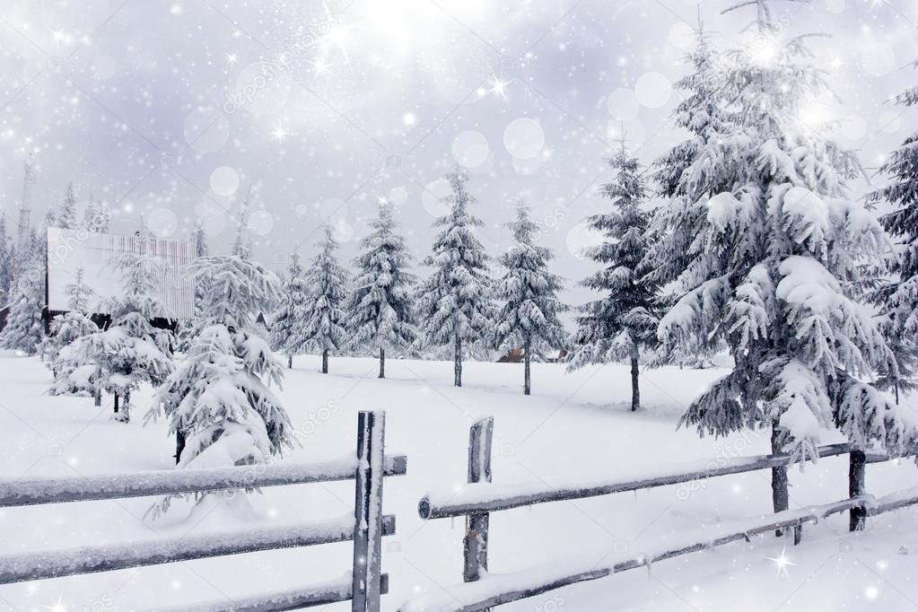 Winter landscape with snowy fir trees ad fence