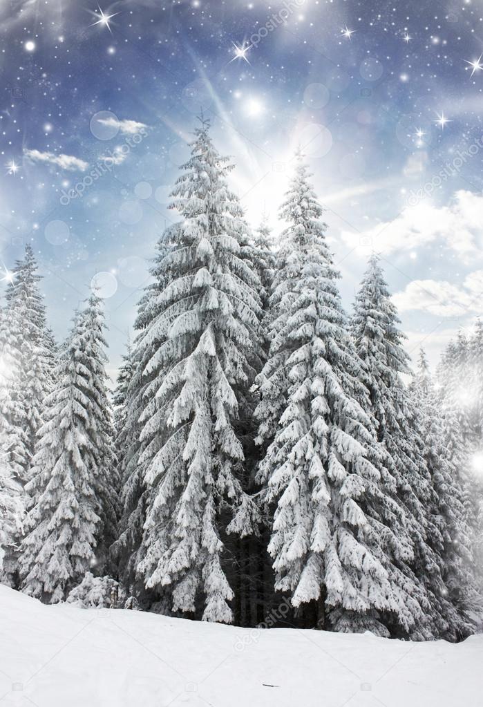 Winter landscape with snow covered pine trees